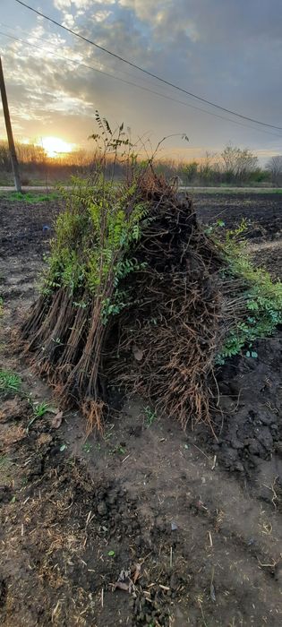 Puieti de vanzare anul 1 - pret 0,60 bani