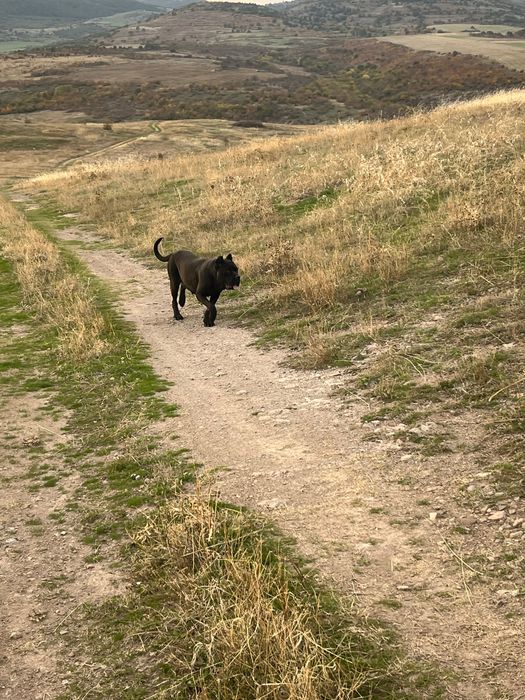 Cane corso чистокръвни