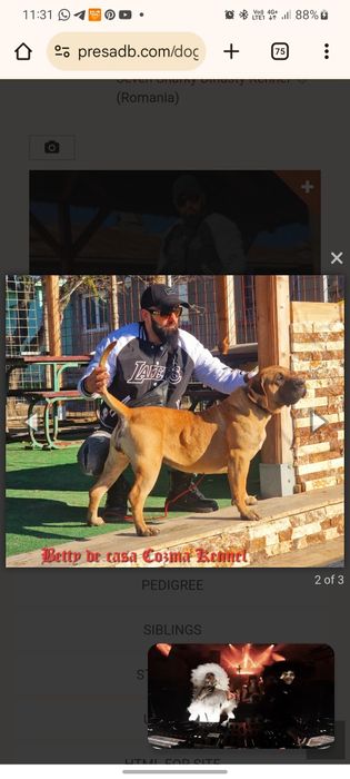 Femelă Presa Canario – 3 ani – Pedigree – Fiică directă din Doctor Bul