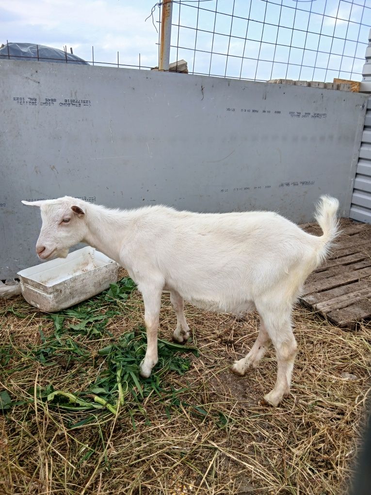Vând sau schimb țap sannen