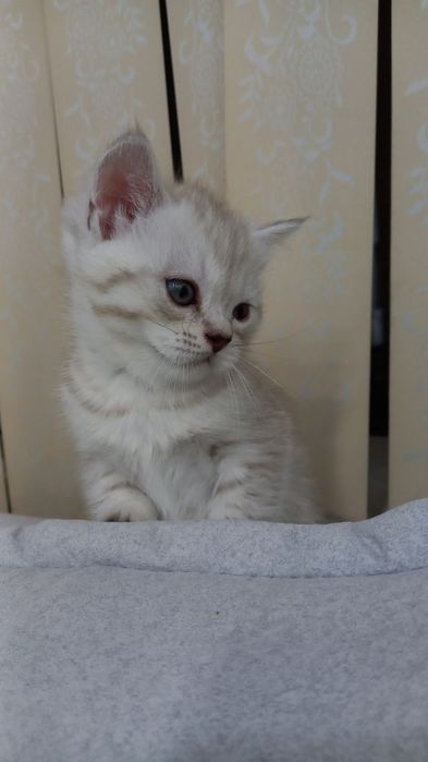 Продаются милые котята 1.5 месячные