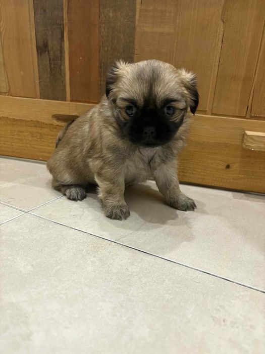 малки кралски пекинезчета