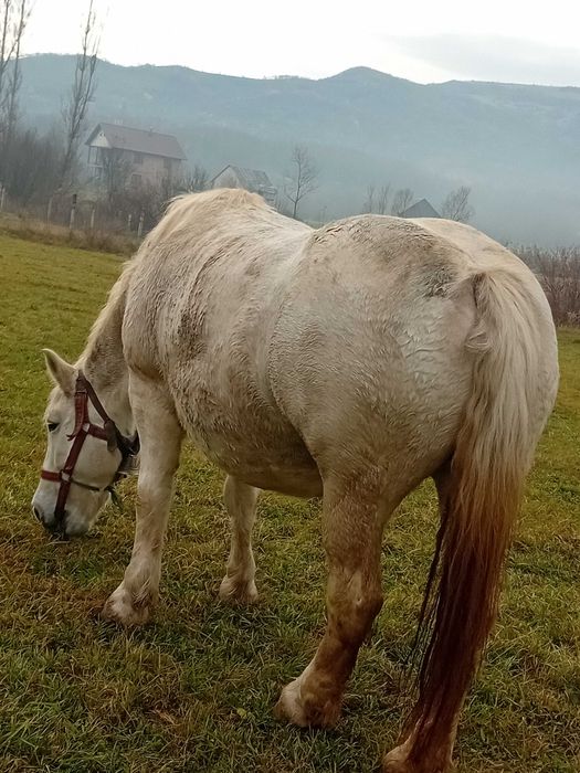 Vand iapa pentu alte detalii în privat!