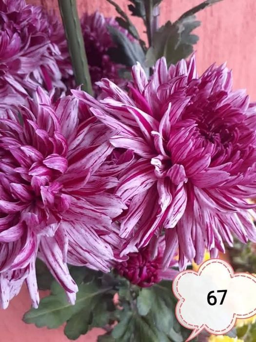 Хризантеми -7лв.бр.