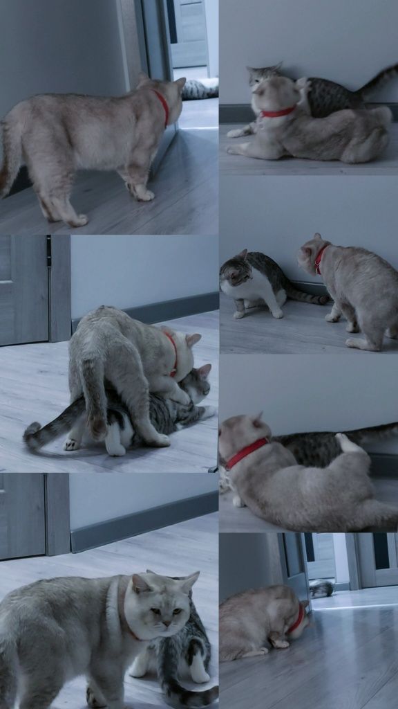 Кот, Вязка , с опытом