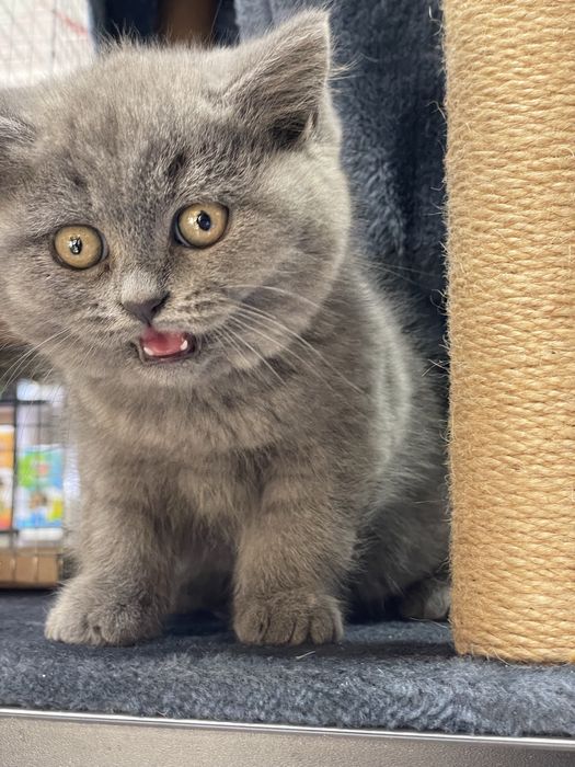 British strayt tozza qon