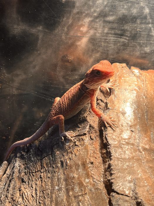 Red dragon+ terariu complet