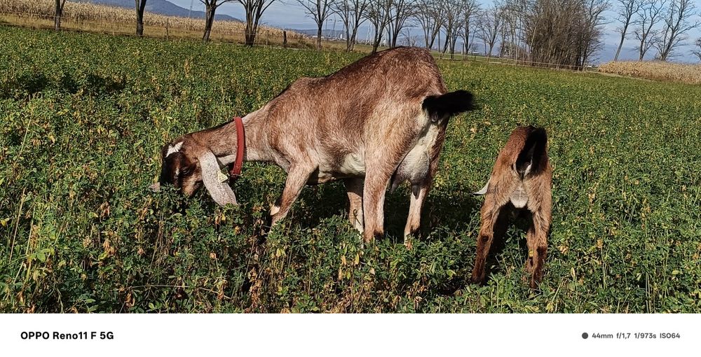Vând capre anglonubian