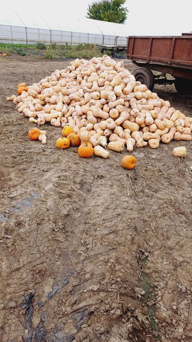 Placintari de vinzare