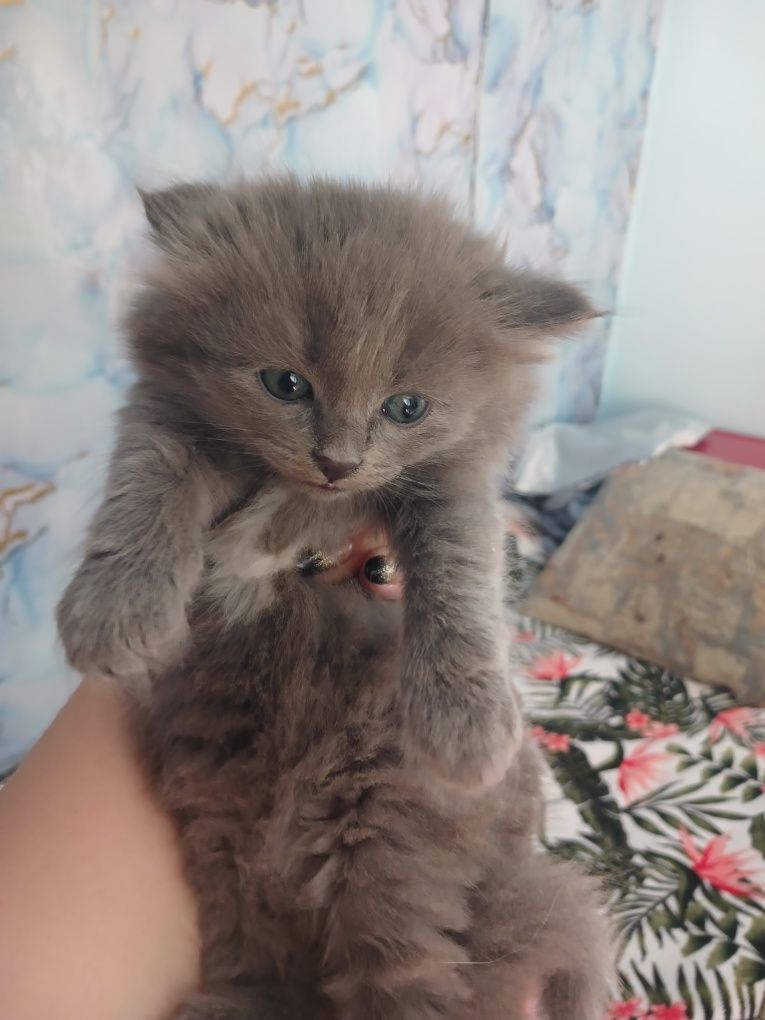 Котята бесплатно