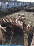 Vînd animale de toate vârstele , de la 10 săptămâni pînă la 5..6 luni