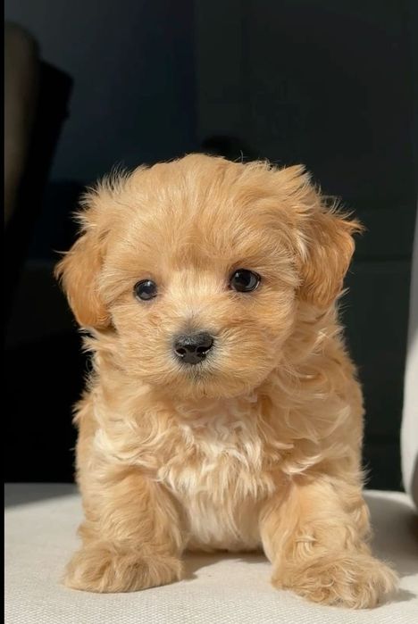 Maltipoo Fetița Apricot