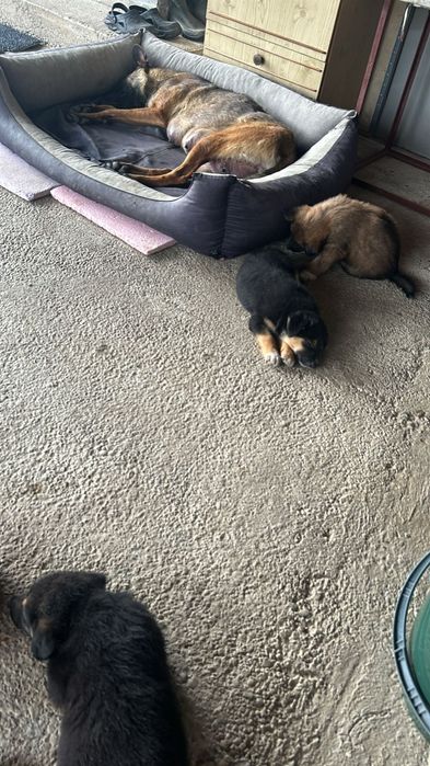 Donez căței Malinois cu Collii