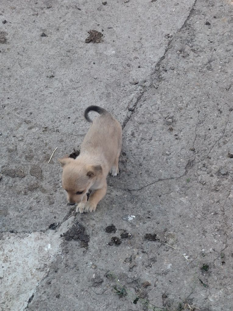 DONEZ cățel de talie mică