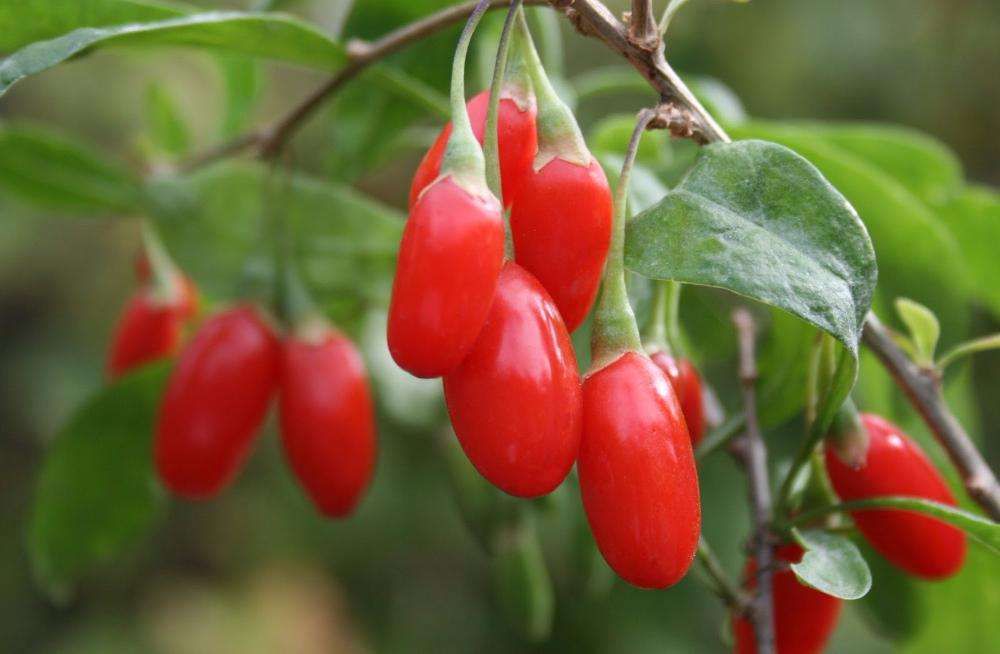 Vand arbusti Goji, plante Goji, pomi Goji, anul 1; 2; 3
