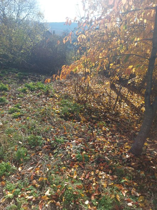 Închiriere teren central 400m lângă primăria comunei Ion Creanga  Nt