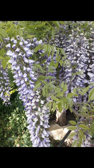 Vand pui de liliac, mana Maicii Domnului, iasomie(lămâiță) si mur