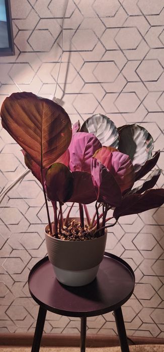 Калатея Розеопикта Кора