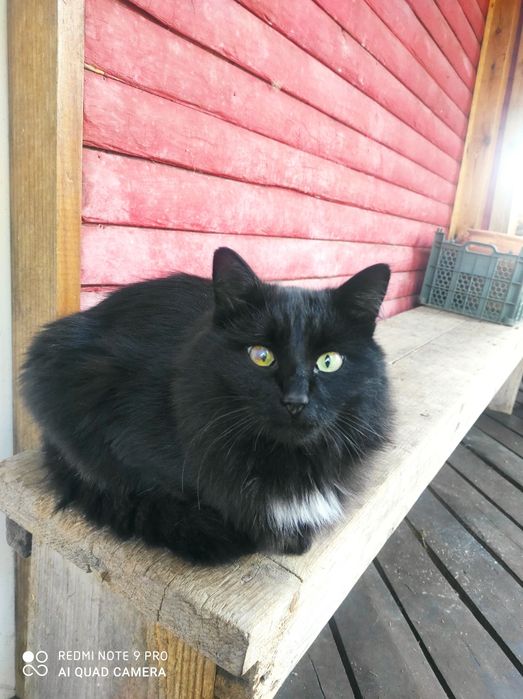 Котик ищет хозяев