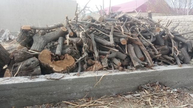 Kesilgan daraxtlar sotiladi