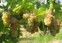 Struguri de vin toată soiurile