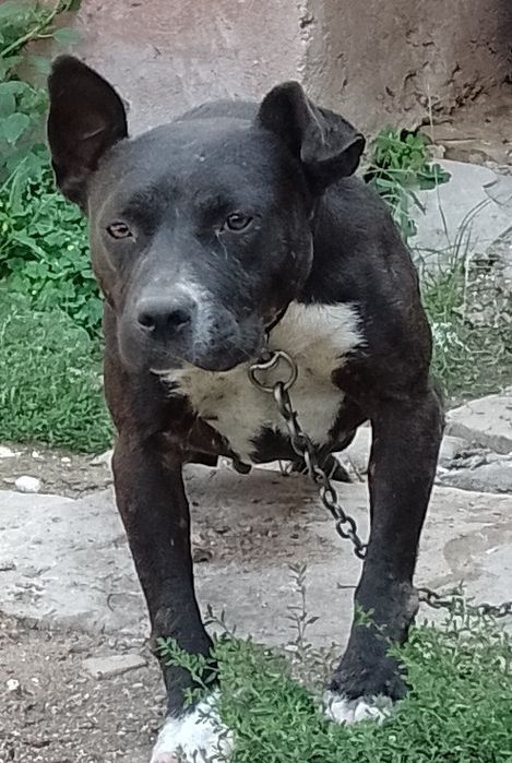 Donez cățelușă talie mijlocie