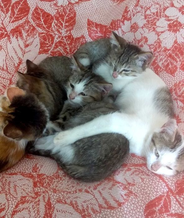 Мушук болалари бор 2 та киз 2 та угил