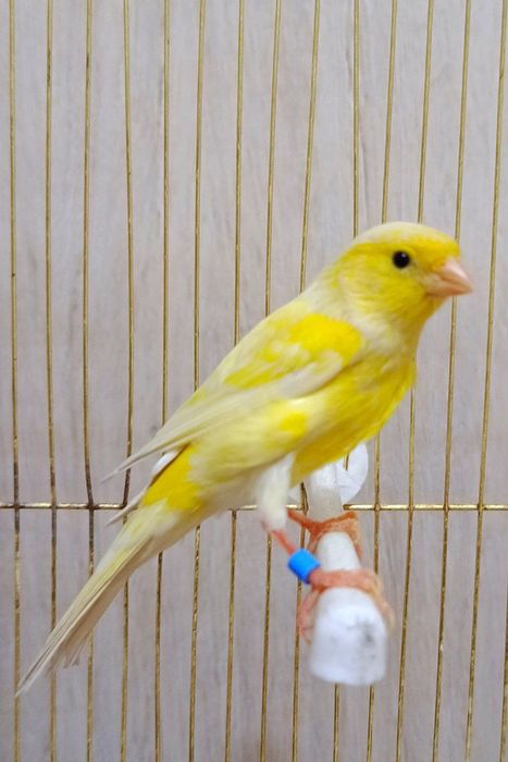 Kanareka modala sotladi