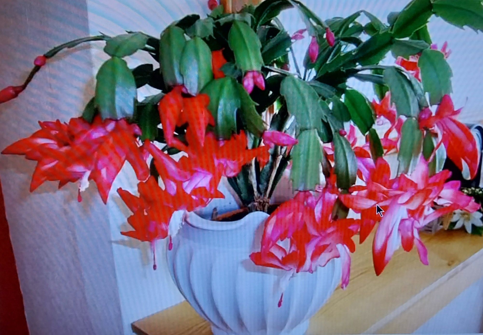 Цветы комнатные  Гиппеаструм Кливия  Сансевиерия Спатифиллум  Драцена