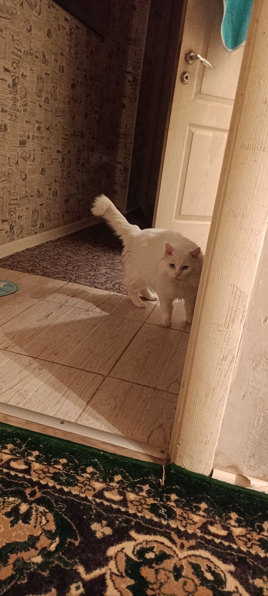 Кот в добрые руки