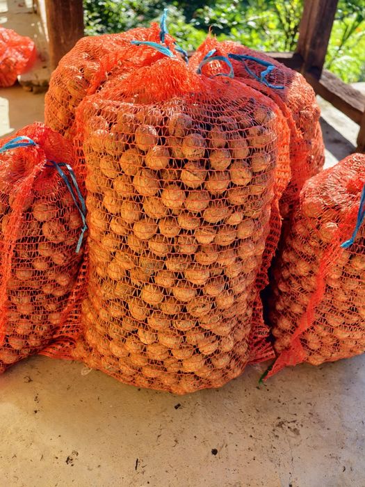 Vand nuci 2025! La saci de 10 sau 5 kg