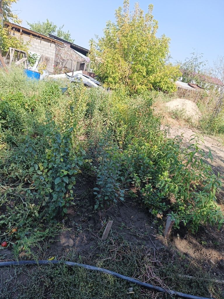Продаются саженцы плодовых деревьев