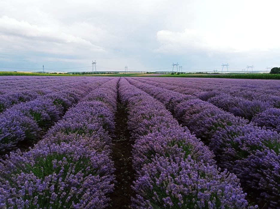 Разсад лавандула