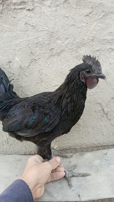 Ayamsemani xòrozcha