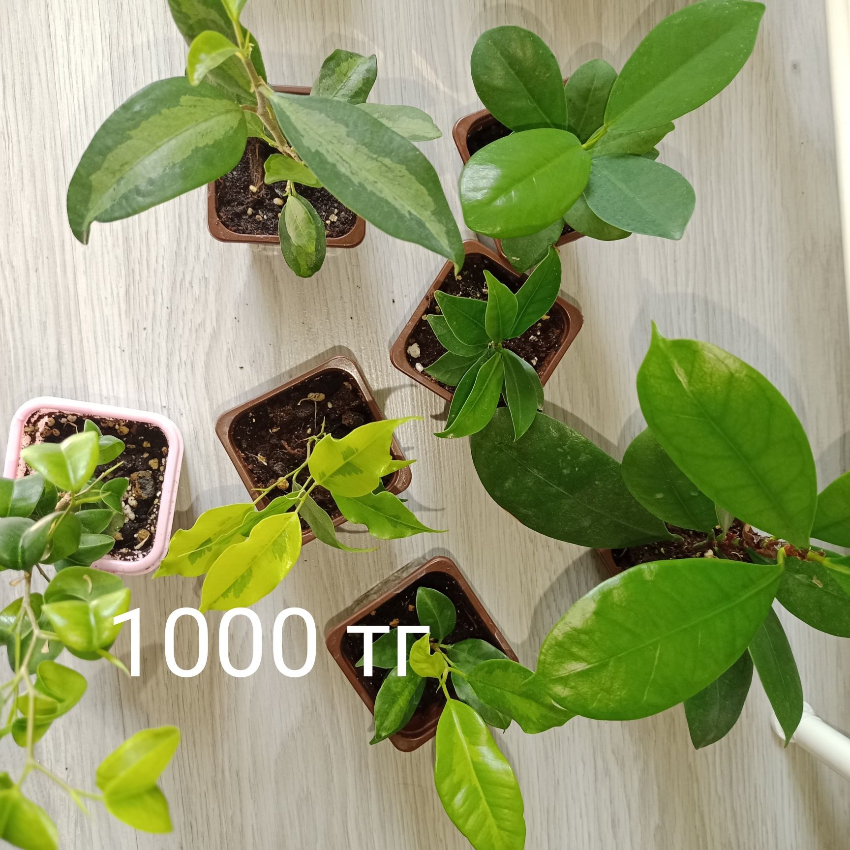 Продам сортовые фикусы