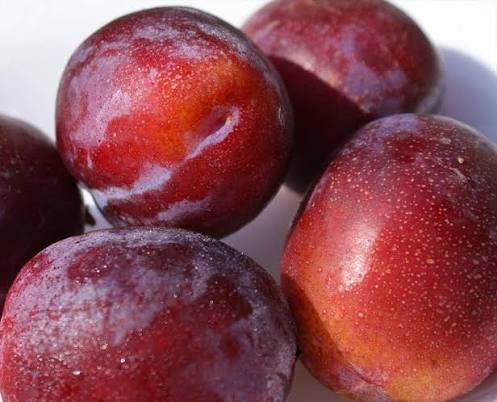 Pomi fructiferi normali Pruni