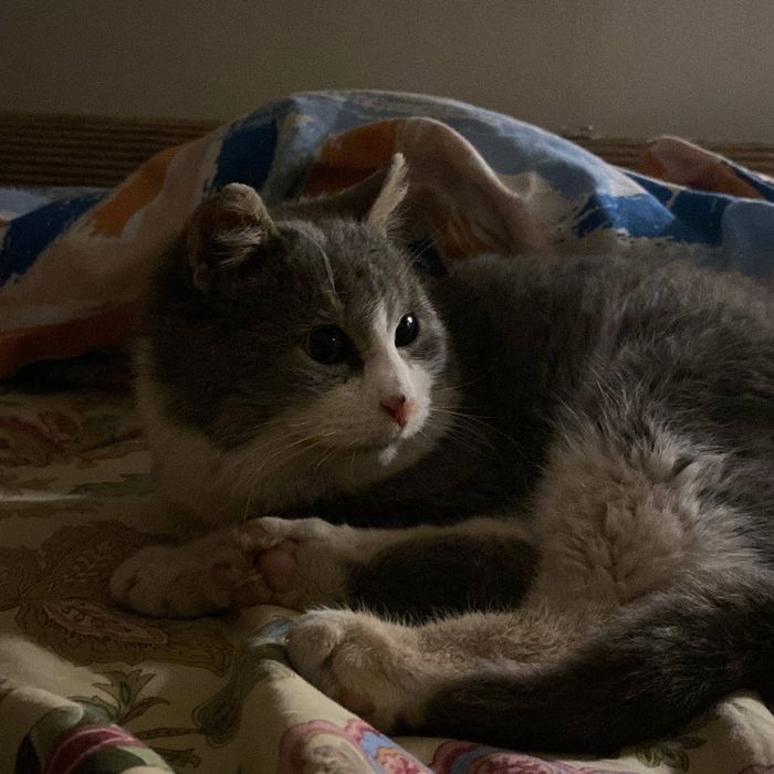 Отдам кота в добрые руки