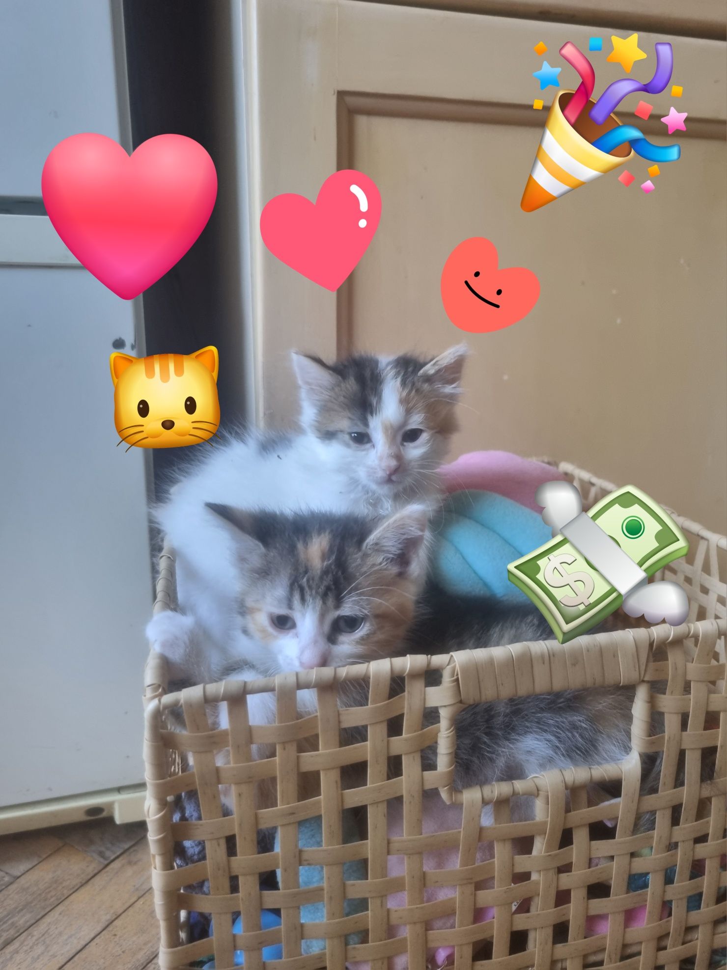 Котета си търсят дом