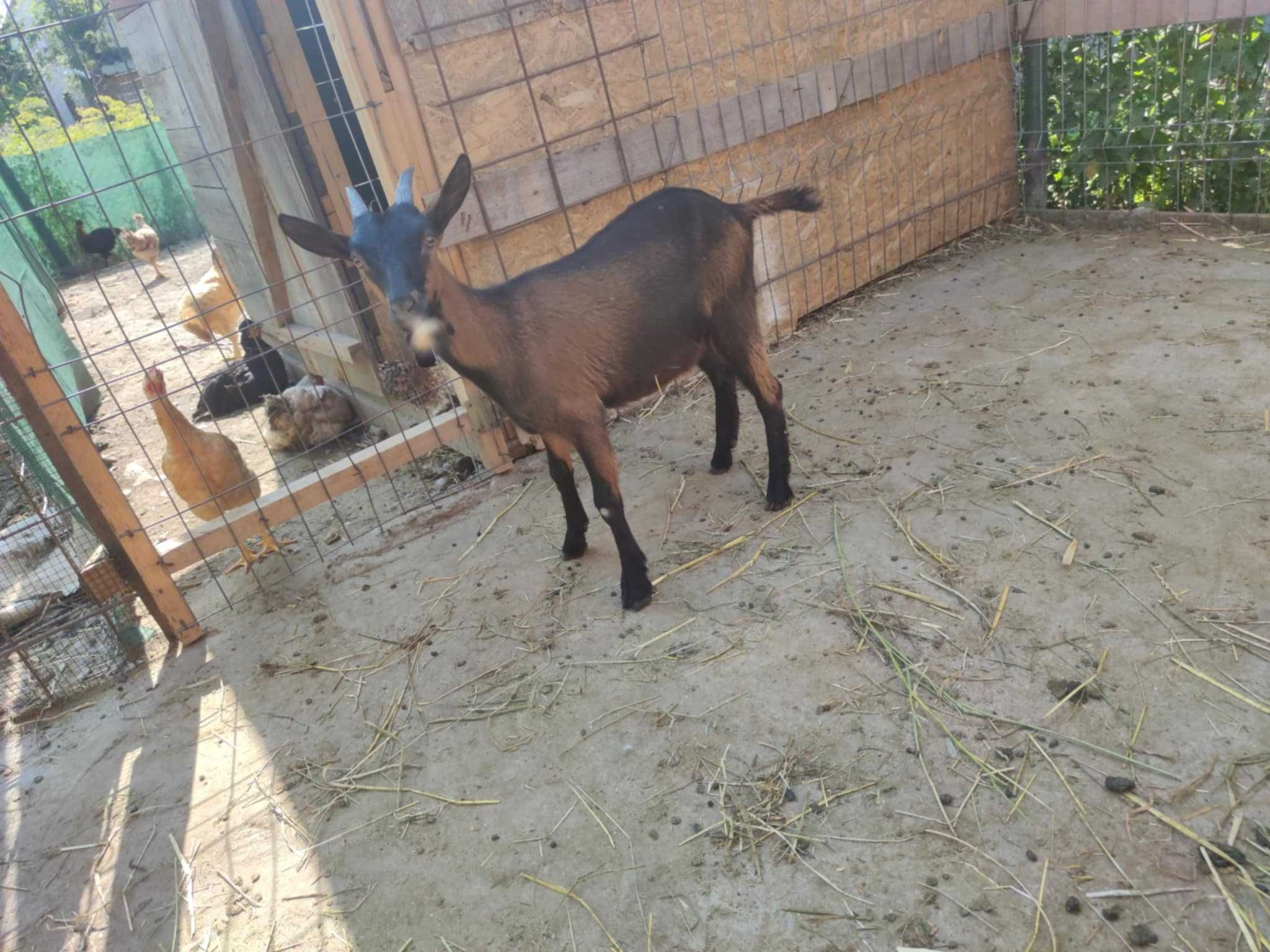 5 Capre + 10 iedute sau schimb cu cereale sau utilaje