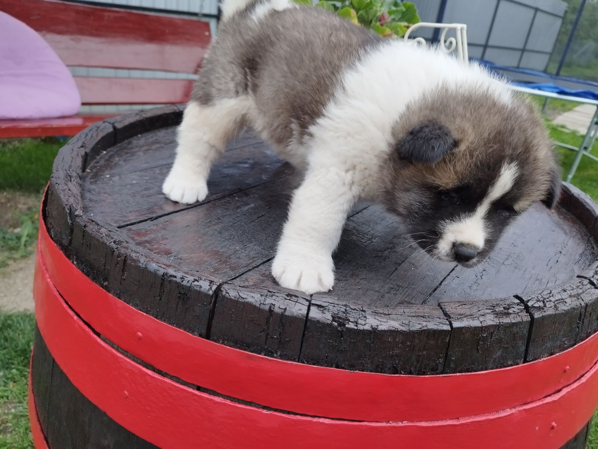 Akita american pui