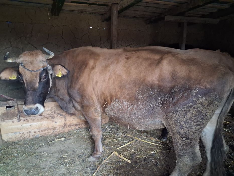 Vând vaca în vârstă de 8 ani