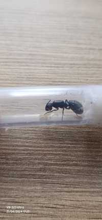 Camponotus Japonicus, furnici de vanzare