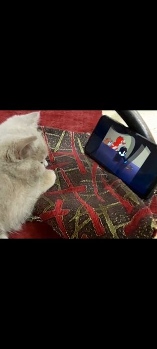 Скотч фолд мушук сотилади