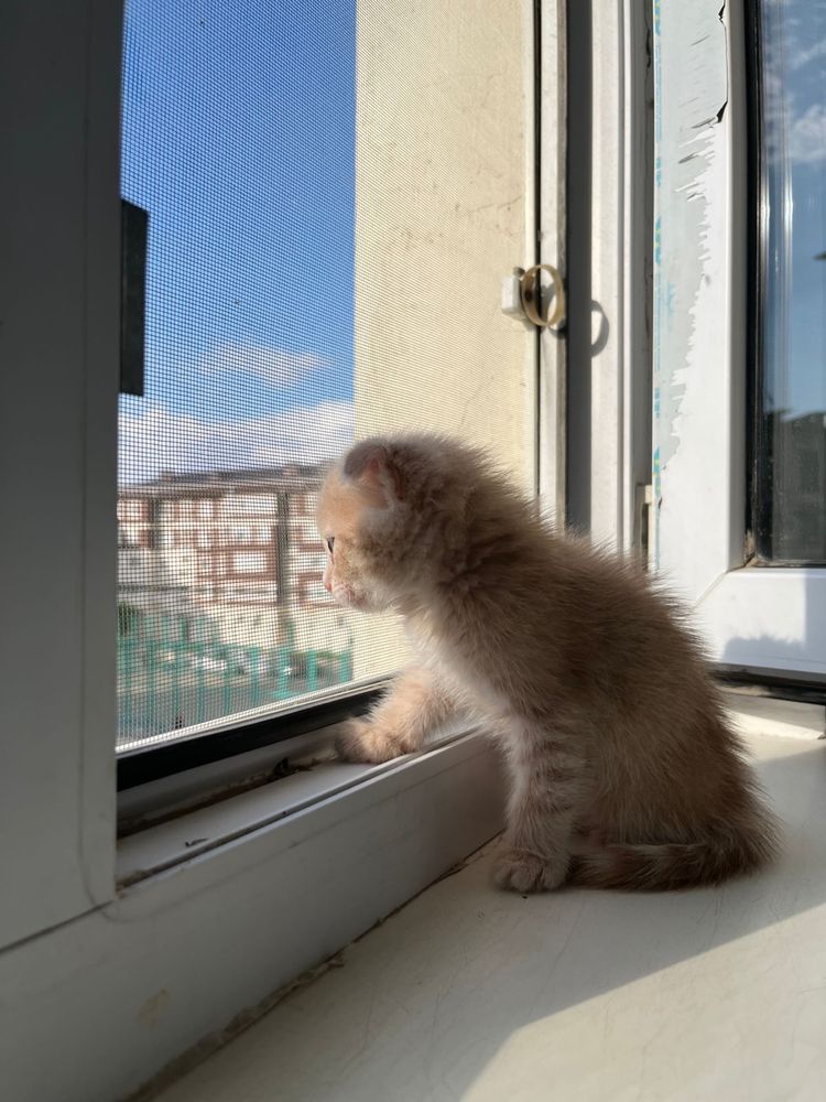 Котенок шотланский