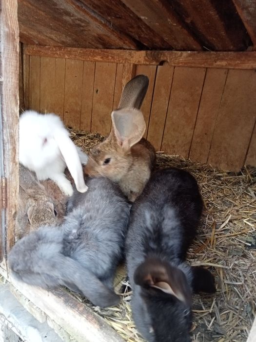 Vând iepuri sau schimb cu diverse