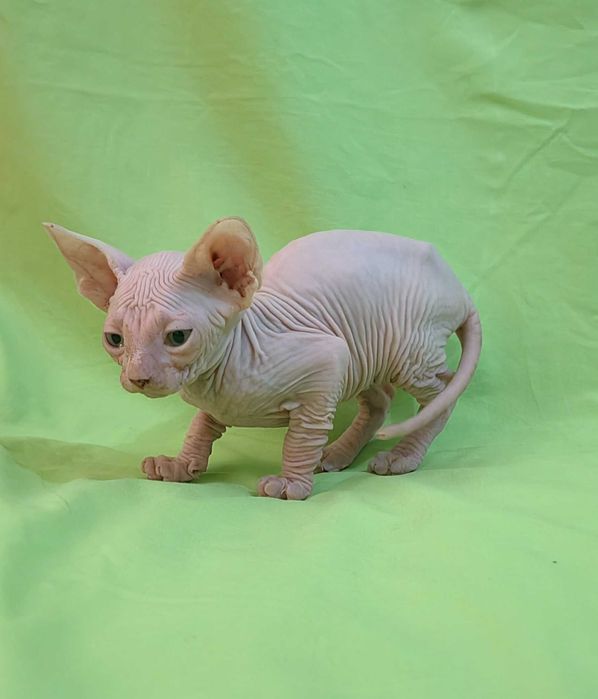 Продаются котята