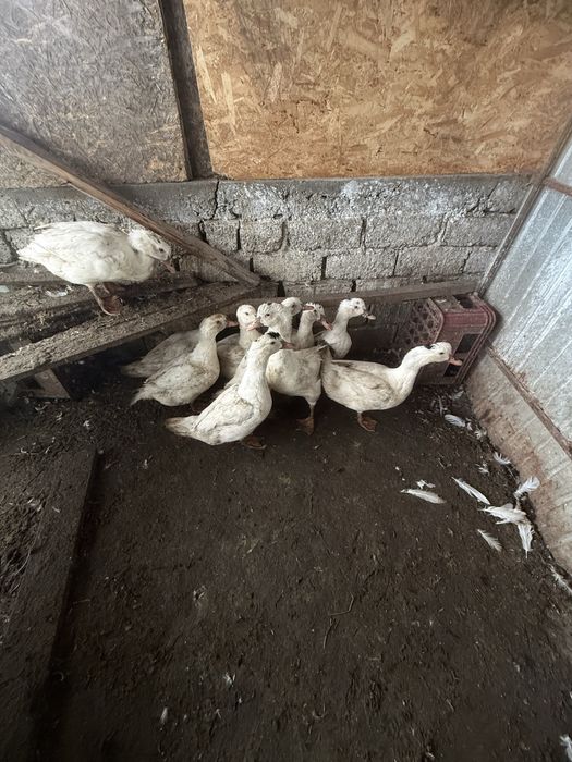 Rate de carne de vanzare