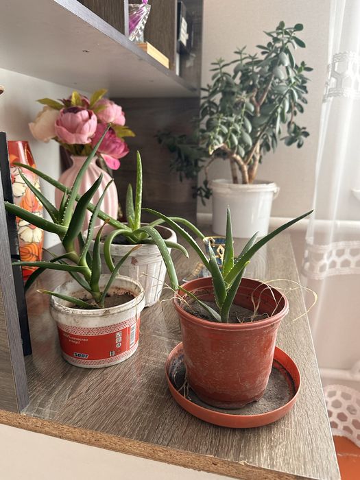 Продам алоэ недорого есть большие а так же маленькие