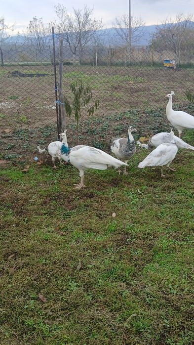 Свободни пауни  сребърни Арлекини  Бели  индийски  обикновени