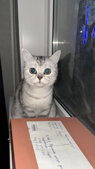 Кошка, 1,5 года, девочка